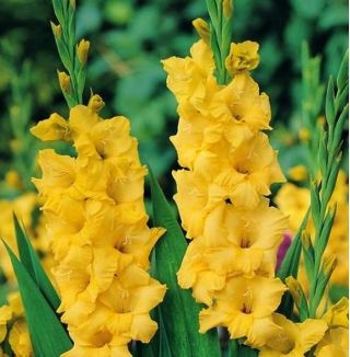 Gladiolsläktet gul - XXL - paket med 5 stycken - Gladiolus