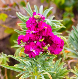 หุ้น Hoary "Varsovia Kama" - carmine-pink; ดอกไม้ที่มีดอกลิลลี่ - Matthiola incana annua - เมล็ด