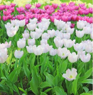 Fehér és rózsaszín tulipán szett - 30 db.