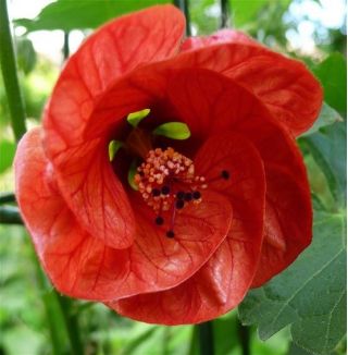 Blühende Ahornsamen - Abutilon hybridum - 78 Samen - 