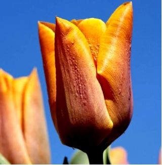 Fidelio Tulip - Tulip Fidelio - 5 květinové cibule - Tulipa Fidelio
