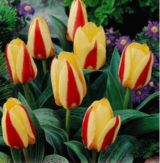 Tulipa Gluck - Tulip Gluck - 5 květinové cibule