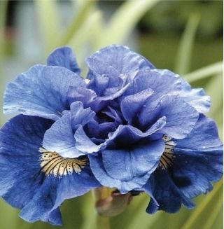 Iris siberia berbunga ganda - Concord Crush; bendera siberia - Iris sibirica