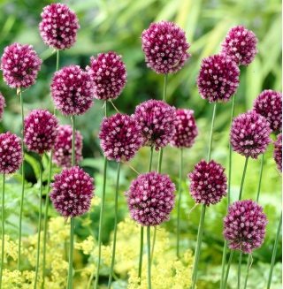 Poireau a tete ronde - Allium rotundum - 3 pcs; ail a fleurs violettes