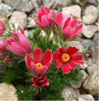 Sementes de flor vermelha Pasque - Anêmona pulsatilla - 38 sementes - Anemone pulsatilla