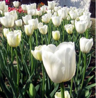 Tulipa City Of Vancouver - Tulip City Mesto Vancouver - 5 kvetinové cibule