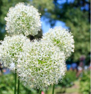 Dekorativ hvitløk - White Giant - Allium White Giant
