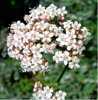 Lægebaldrian - 280 frø - Valeriana officinalis