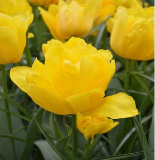 Tulipa Monte Carlo - Tulipán Monte Carlo - 5 kvetinové cibule