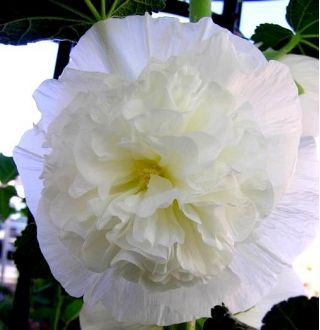 蜀葵Chater的双白种子 -  Althea rosea fl。 PL。 -  50粒种子 - Althaea rosea - 種子