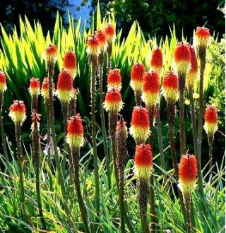 Kniphofia，Red Hot Poker，Tritoma Red-Yellow  - 洋葱/块茎/根
