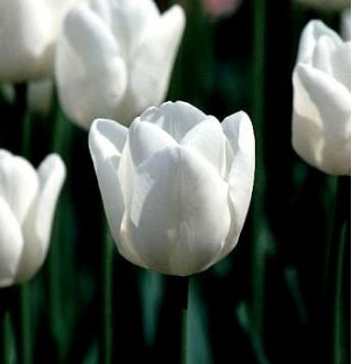 チューリップホワイトドリーム - チューリップホワイトドリーム -  5球根 - Tulipa White Dream