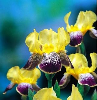 Iris germanica Nibelungen - กระเปาะ / หัว / ราก