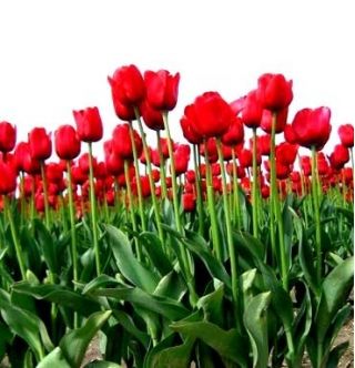 טוליפה הולנד - טוליפ הולנד - 5 בצל - Tulipa Hollandia