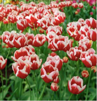 Tulipa Leen van der Mark - paquete de 5 piezas