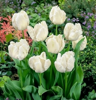 Tulipa White Parrot - Tulip White Parrot - Confezione XXXL 250 pz