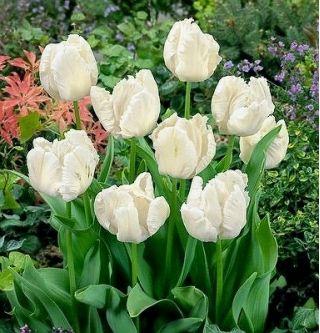 チューリップホワイトオウム - チューリップホワイトオウム -  5球根 - Tulipa White Parrot