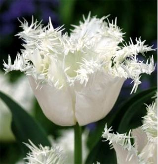 Tulipa Swan Wings - Tulipán Swan Wings - 5 kvetinové cibule