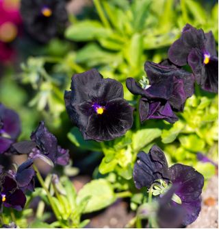 Hercai Menekşe Siyah Kral tohumları - Viola x wittrockiana - 320 tohumlar