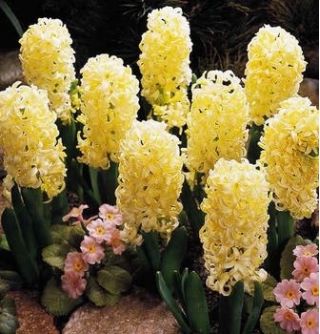 Hyacinthus市哈勒姆 - 风信子市哈勒姆 -  3个电洋葱 -  Hyacinthus orientalis