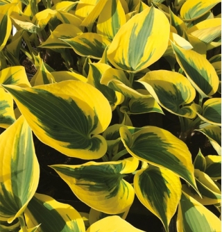 Hosta Autumn Frost; plantain lilja, giboshi - XL pakkaus - 50 kpl