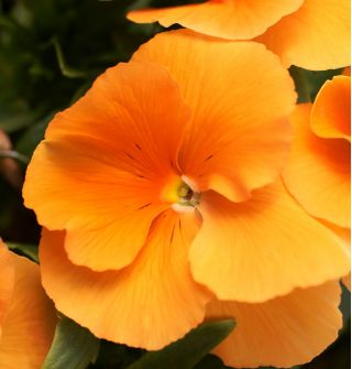 Großblumiges Stiefmütterchen Orange Sun Samen - Viola x wittrockiana - 320 Samen