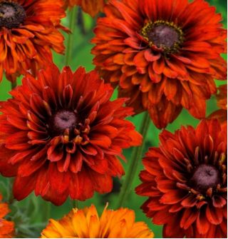 Black-eyed Susan "Cherokee Sunset" - bi-colour - 1500 seeds