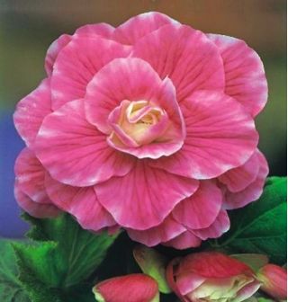 Begonia x tuberhybrida - Camellia- paquet de 2 pièces
