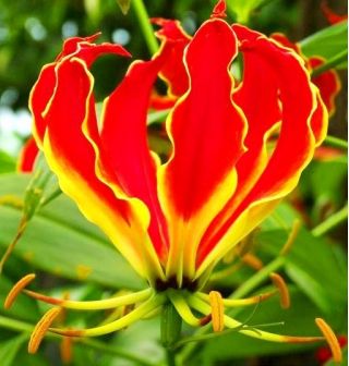Gloriosa, Oheň Lily, Plamen Lily Rothschildiana - květinové cibulky / hlíza / kořen