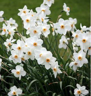 Нарцес Атеї - Нарцис Актея - 5 цибулин - Narcissus