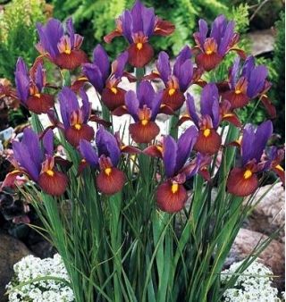 Iris hollandica, Holländische Schwertlilie Eye of the Tiger 10