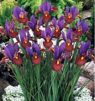 Iris-slægten (Iris × hollandica) - Eye of the Tiger - pakke med 10 stk