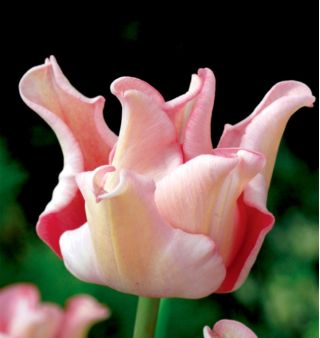 Tulip Witty Picture - 5 pcs.