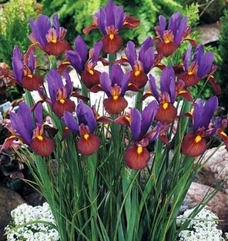 Iris Belanda - Mata Harimau - paket besar! - 100 buah - 