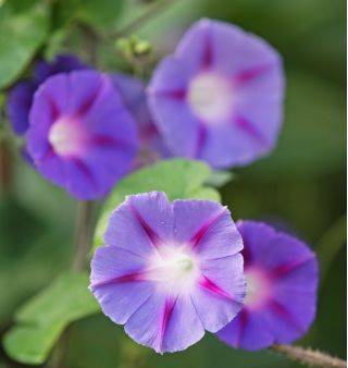 Blomman för dagen - 84 frön - Ipomoea tricolor