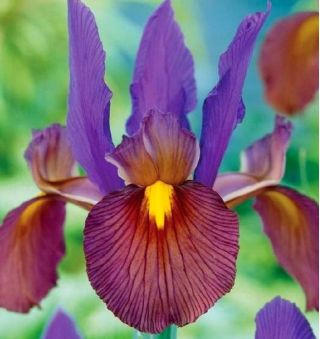Iris-slægten (Iris × hollandica) - Eye of the Tiger - pakke med 10 stk
