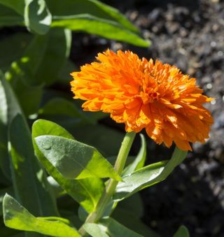 Pot kadife çiçeği "Orange Gem" - turuncu; yoğurtlar, ortak kadife çiçeği, Scotch kadife çiçeği - 108 tohum - Calendula officinalis - tohumlar