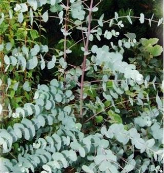 블루 껌, 태즈 메이 니아 블루 껌 씨앗 - 유칼립투스 globulus - 10 종자 - Eucalyptus globulus