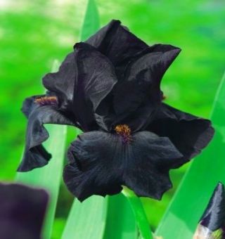 Iris germanica černá noc - květinové cibulky / hlíza / kořen
