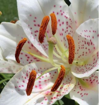 Lilium, Lily Muscadet - bulb / tuber / rădăcină - Lilium Muscadet