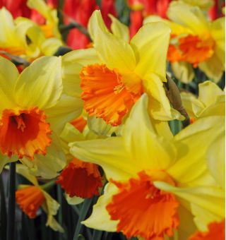 نارسیس Fortissimo - Daffodil Fortissimo - 5 لامپ - Narcissus