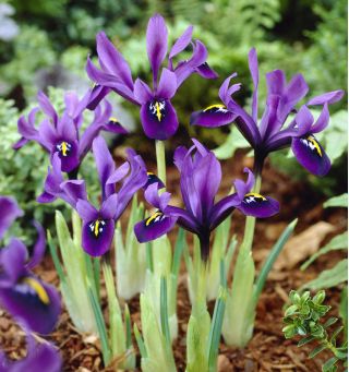 Iris reticulata - George - pakke med 10 stk