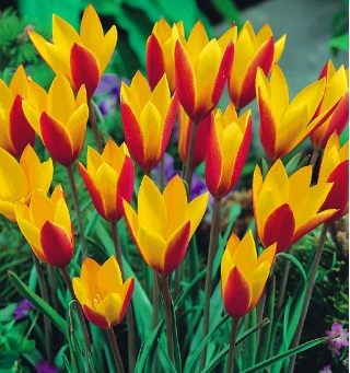 Botanický tulipán - 'Cynthia' - balíček XXXL! - 250 ks