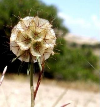 Семе Старфловер Пинцусхион - Сцабиоса стеллата - 25 семена - Scabiosa stellata