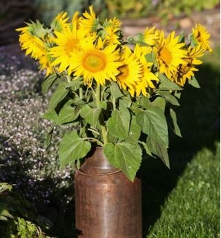 Yellow Sunflower seeds - Helianthus annuus - 40 seeds