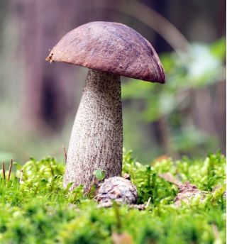 Birch tree mushroom set + parasol mushroom - 5 species - mycelium, spawn