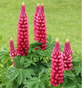 Lupinus，Lupin，Lupin The Pages  -  bulb / tuber / root - Lupinus polyphyllus