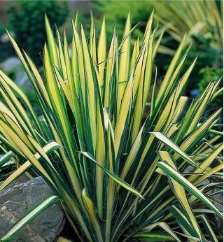 Fiberpalmlilja - Golden Sword - Yucca Filamentosa