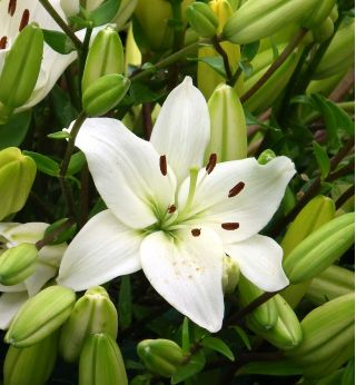 百合，百合亚洲白 - 鳞茎/根 - Lilium Asiatic White