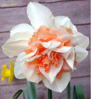 Narcissus Replete - Нарцис Replete - 5 луковици